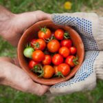 Schale mit Tomaten, die von 4 Händen gehalten wird.